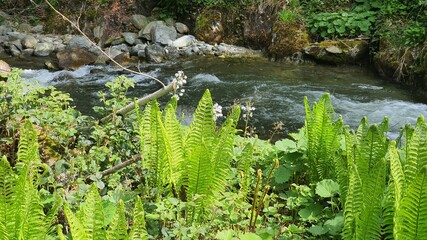 Wald Fluss Stein Gebirgsbach Steine Wildbach