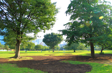 Obraz premium 東京の公園 風景