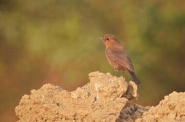 indian robin