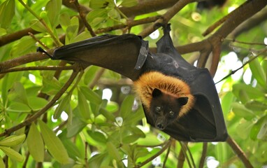 flying fox bat