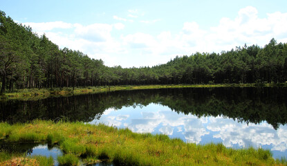 Landscape with trees and a small lake. Lithuania