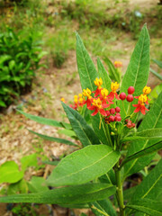Shallow focused green milkweed small plant with yellow and red cute flowers,blurry background