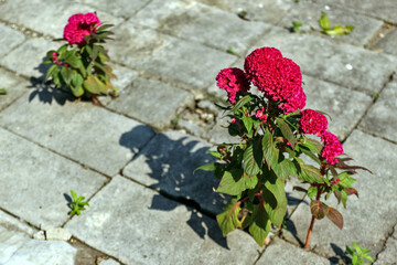 Celosia cristata emerges from the soil through the gaps between the calcareous ground for growth and survival.