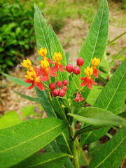 Shallow focused green milkweed small plant with yellow and red cute flowers,blurry background
