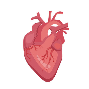 Human heart, circulatory system. Anatomical structure. Vector illustration