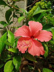Obraz premium closeup of tropical fresh pink flower in green leaves,selective focus on subject soft blurry background