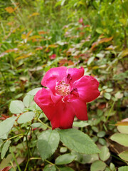 beautiful natural fresh pink rose blooming on green leaves,soft and selective focus on subject