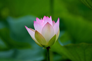 古代蓮の群生地に咲く一輪のハスの花