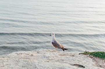 Close up of a curious seagull bird walking on a cliff rocks rural natural outdoors coastal environment background.