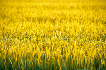 Blurred abstract background of (Rice ears) in a green field, blurred by the natural wind, a farmer's farming profession