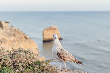 Close up of a curious seagull bird walking on a cliff rocks rural natural outdoors coastal environment background.