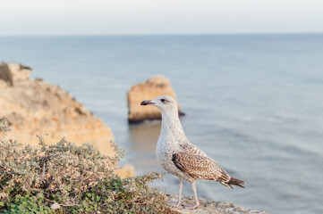 Close up of a curious seagull bird walking on a cliff rocks rural natural outdoors coastal environment background.
