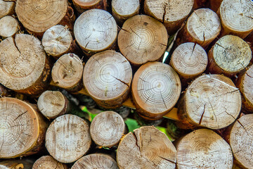 Fototapeta premium many firewood evenly stacked against the wall. Dry wood logs. Beautiful texture.