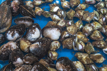 clam pattern in clear water, full area