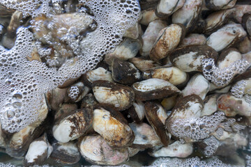 Many mollusks live in spongy water