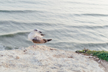 Close up of a curious seagull bird walking on a cliff rocks rural natural outdoors coastal environment background.