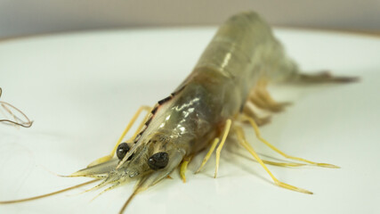 close up the shrimp's face (Penaeus Indicus) on a white plate