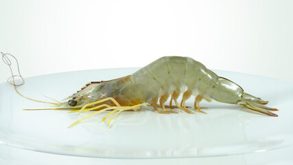 raw shrimp (Penaeus Indicus) isolated on white background