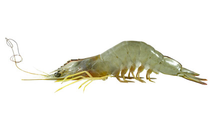 one shrimp (Penaeus Indicus) isolated on white background