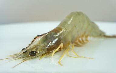 Penaeus Indicus, raw banana shrimp on the water. white background close to the face with yellow legs