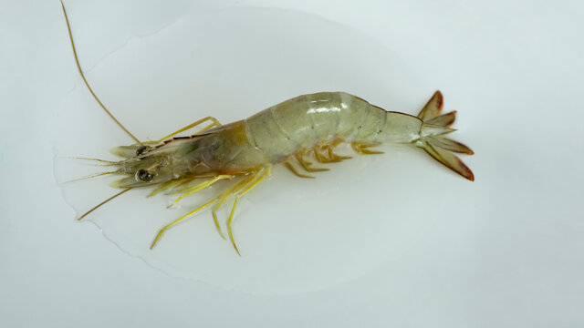 a single fresh shrimp (Penaeus Indicus) on the water and a white background