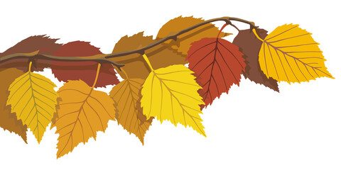 Autumn birch leaves on a white background, vector illustration