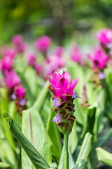 Curcuma Zanthorrhiza (Siam Tulip Curcuma Alismatifolia) white Flower In The Nature and in the garden