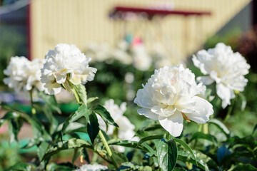 Beautiful flowers blooming in spring day.