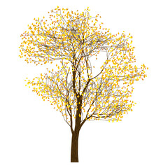 Tree with autumn foliage, tree on white background, vector illustration