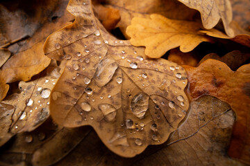 Autumn orange fallen oak leaf macro photography with rain drops