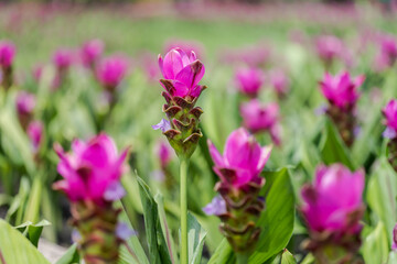 Curcuma Zanthorrhiza (Siam Tulip Curcuma Alismatifolia) white Flower In The Nature and in the garden