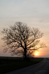 Naked Tree in the Sunset