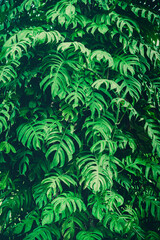 Naklejka na ściany i meble Green leaf background ( Philodendron, Philodendreae ) beautiful and Usefuldecorative ornamental plants