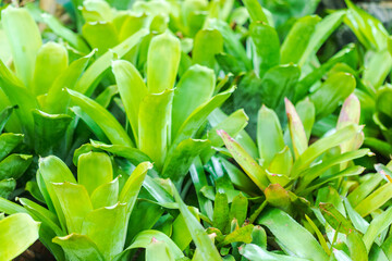 Bromeliad, or Aechmea fasciata, Urn Plant, bromeliaceae Green leaf background beautiful and Useful decorative ornamental plants