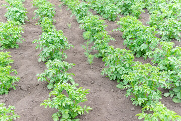 Fototapeta na wymiar Growing potatoes, shoots in a row. green potatoes grow in the field. growing vegetables, selective focus.