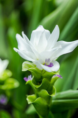 Curcuma Zanthorrhiza (Siam Tulip Curcuma Alismatifolia) white Flower In The Nature and in the garden