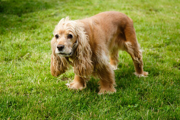 an adult english cocker spaniel of golden color on green grass in the yard