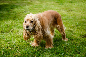 an adult english cocker spaniel of golden color on green grass in the yard