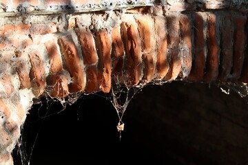 lamb chops on a grill