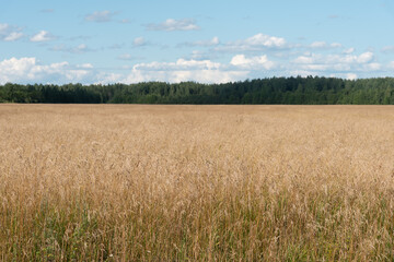 Yellow field with forage oats and green forest.Summer rural landscape