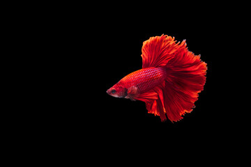 Red Siamese fighting fish Betta splendens,on black background ,Betta Fancy Koi Halfmoon Plakat