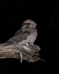 Jungle nightjar perched on a log