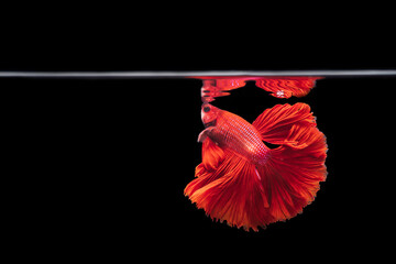Red Siamese fighting fish Betta splendens,on black background ,Betta Fancy Koi Halfmoon Plakat