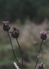 dry thistle flower