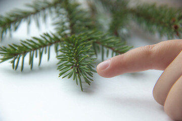 Fir branch isolated on white background. Christmas tree branches. The concept of the new year, christmas, nature.