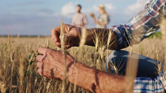 Old man farmer in front of the camera closeup touching some ear of wheat he enjoying the time his big children man and lady walking on the background analyzing the harvest of this year
