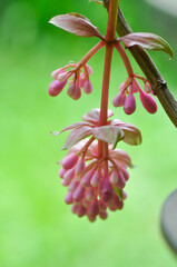 Rose Grape or Showy Medinilla, Medinilla magnifica Lindl