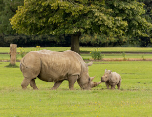 Obraz premium white rhino and calf