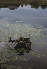 Old snag in the middle of the lake