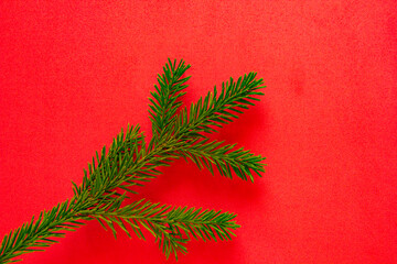 Christmas fir tree branches Background. Christmas pine tree wallpaper. Banner. Flat lay, top view.